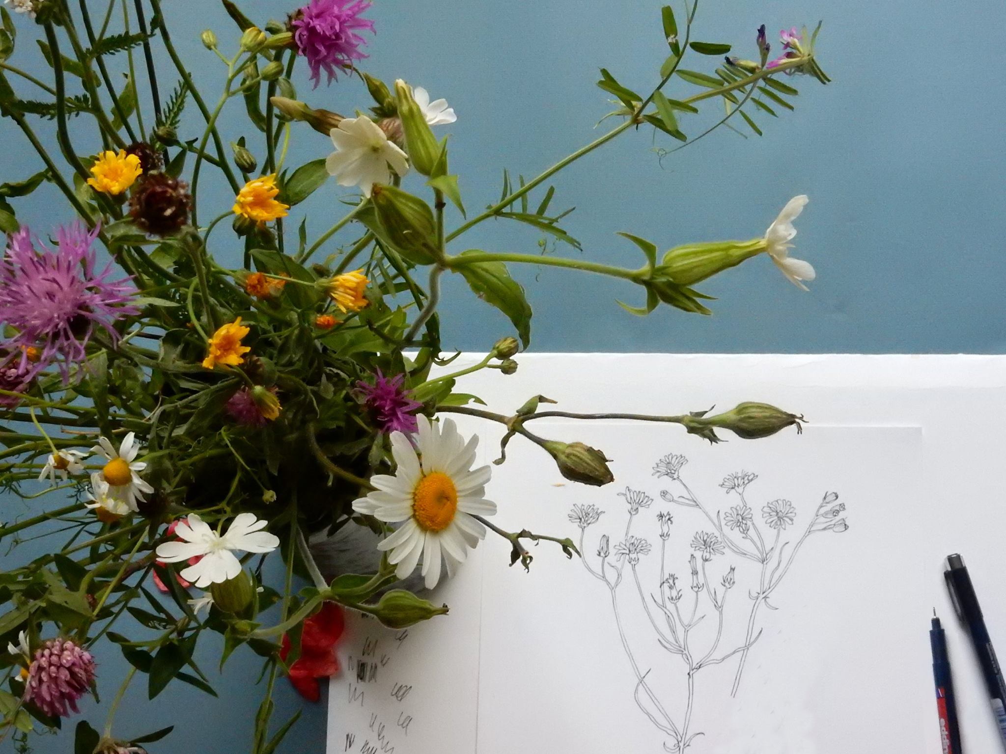  In to drawing wild flowers